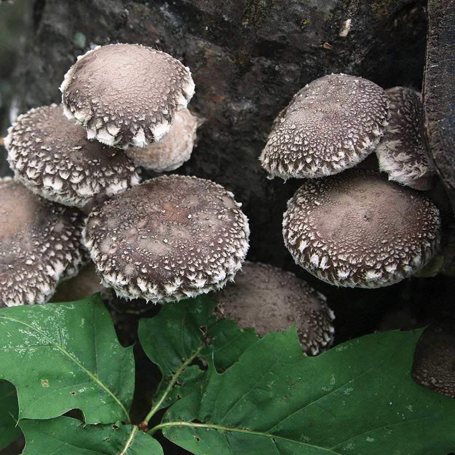 Shiitake - WR46™ (Lentinula edodes) Plug Spawn
