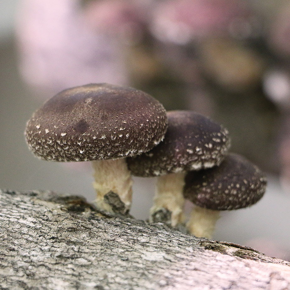 West Wind™ Shiitake (Lentinula edodes) Plug Spawn