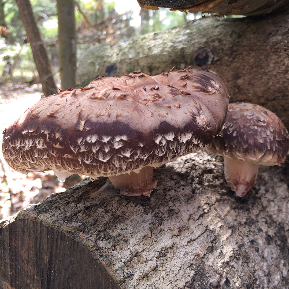 Shiitake - Jupiter™ (Lentinula edodes) Plug Spawn