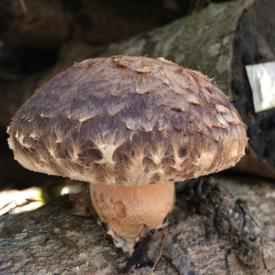 Shiitake - Jupiter™ (Lentinula edodes) Sawdust Spawn