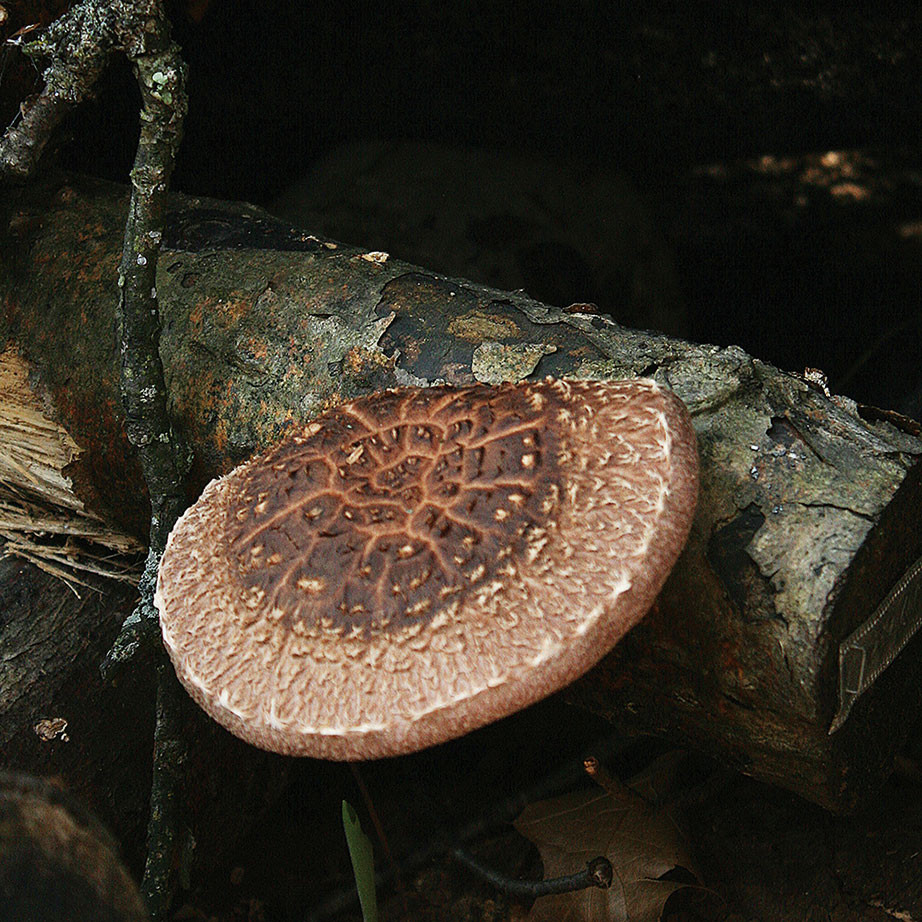 Shiitake - Jupiter™ (Lentinula edodes) Sawdust Spawn