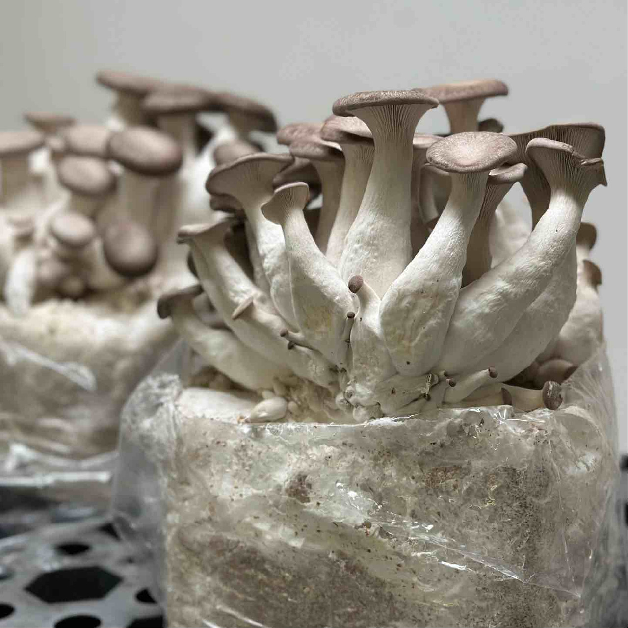 Black Pearl Oyster 8-Block Ready-To-Fruit Organic Mushroom Set