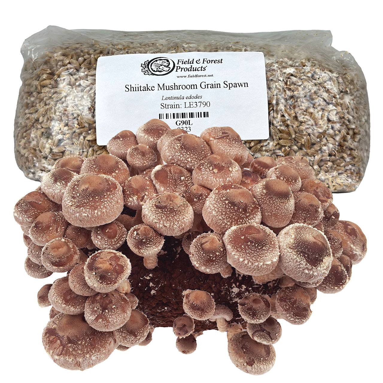 Shiitake LE3790 Grain Spawn - Block Production Strain