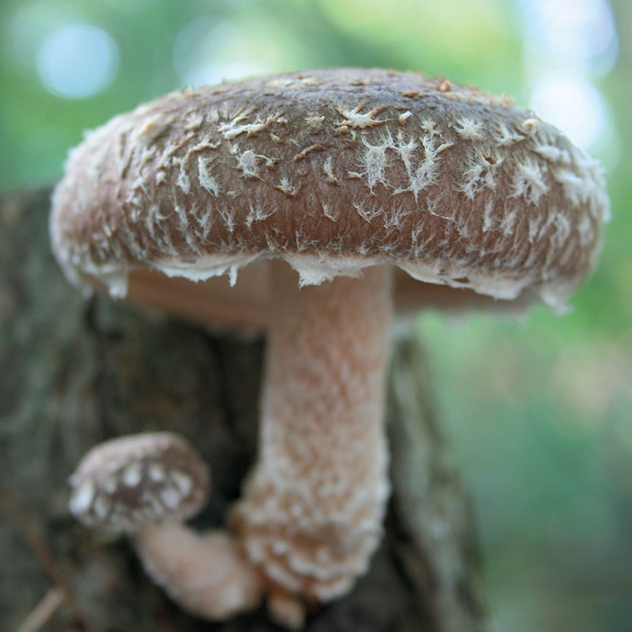 Shiitake - WR46™ (Lentinula edodes) Sawdust Spawn