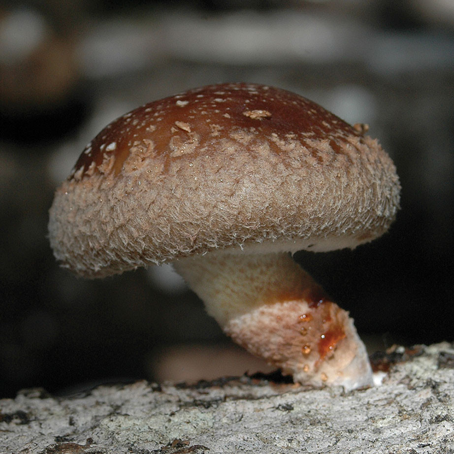 Shiitake - Bulochka™ (Lentinula edodes) Sawdust Spawn