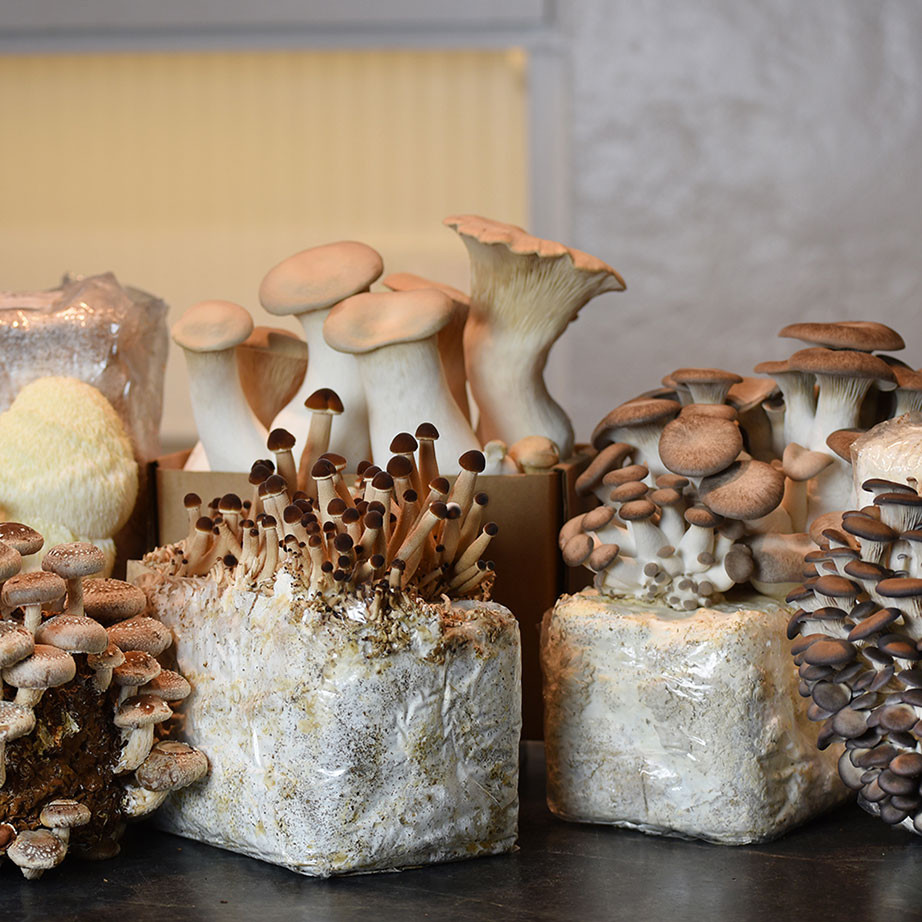 kページ　mushroom　2枚セット 6-Block Indoor Mushroom Garden Set