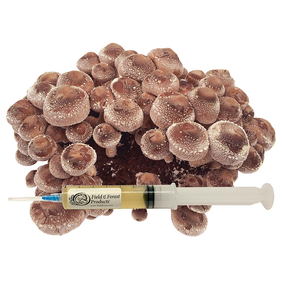 Shiitakepatagonia　LinedIsthmusCoaches Bisiklet Yaka Kaşmir ve Lame Karışımlı Light Modal Kazak | Intimissimi