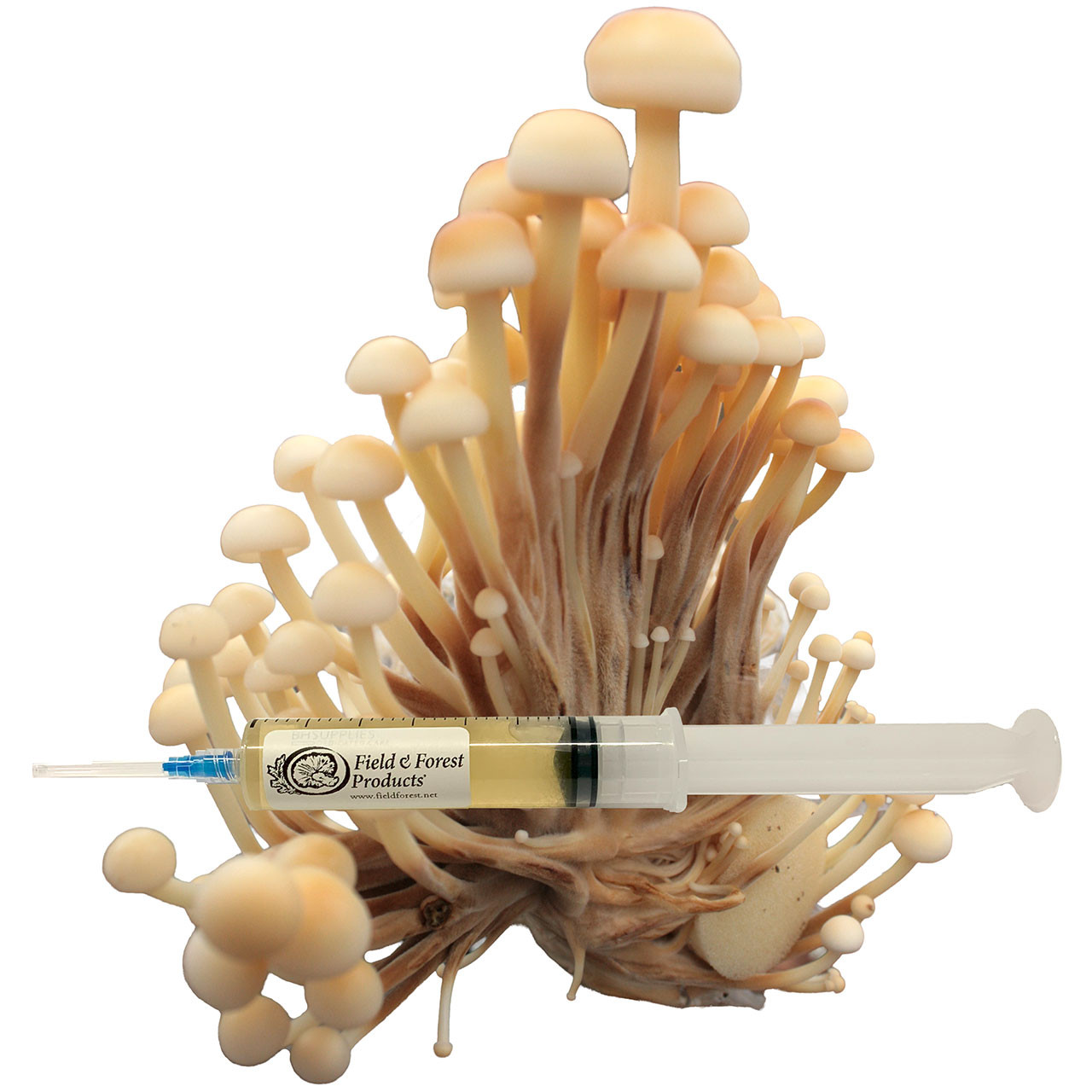 Enoki (Flammulina velutipes) Liquid Culture