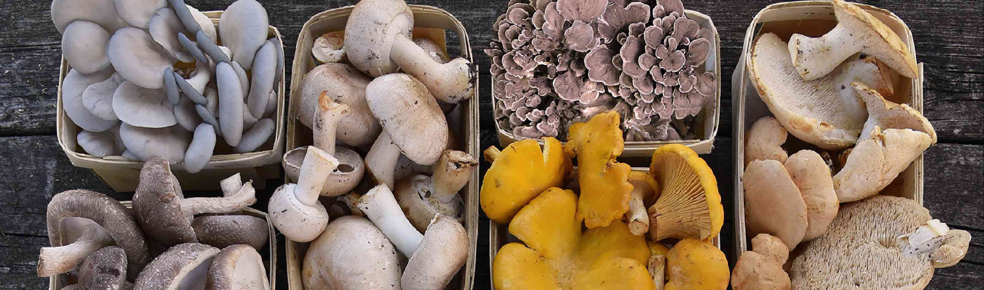Official site image from Field & Forest Products showing listed products or brand materials.