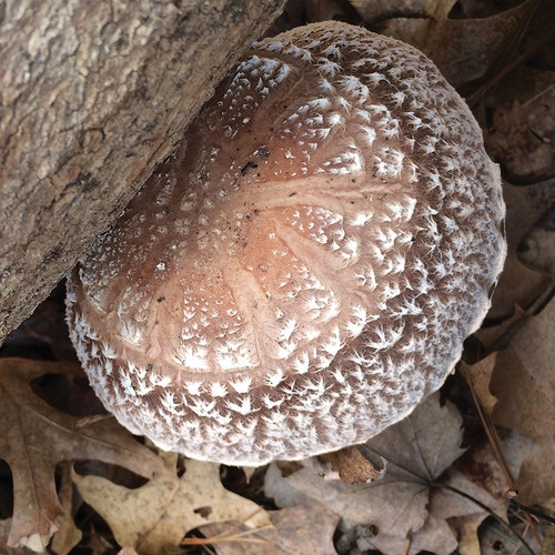 A top down view of a Halo shiitake cap.