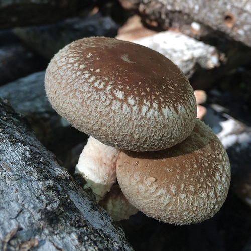Shiitake - Native Harvest™ (Lentinula edodes) Plug Spawn