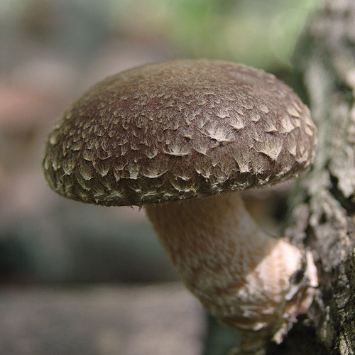 A wide range beltane shiitake fruiting on a log.