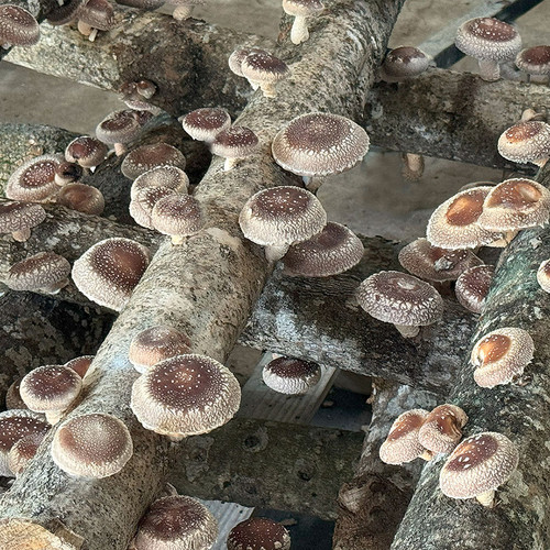 Shiitake - WR46™ (Lentinula edodes) Plug Spawn