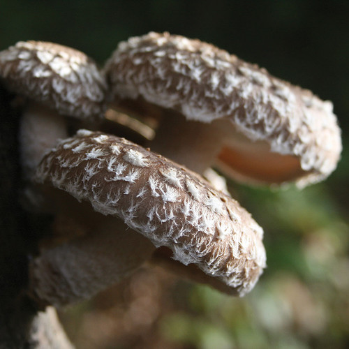 Three snow cap shiitake fruiting on a log. Three snow cap shiitake fruiting on a log.
