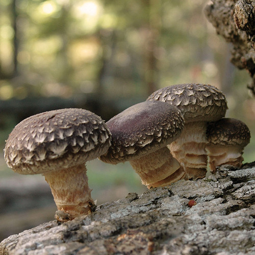 Miss Happiness Shiitake is a cool weather shiitake strain that fruits in both the spring and fall of the year.