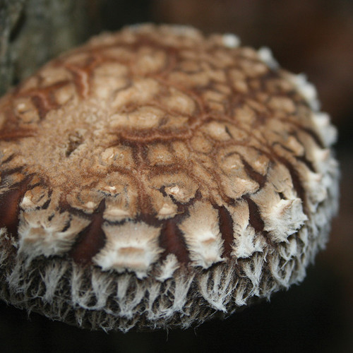 An ornate, thick cap of Bellwether shiitake growing outdoors. An ornate, thick cap of Bellwether shiitake growing outdoors.