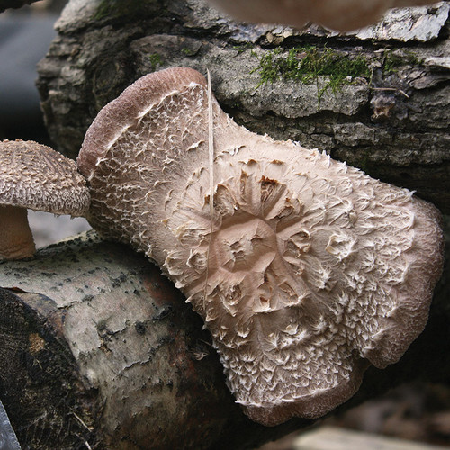 A Jupiter shiitake mushroom growing in-between two logs.
