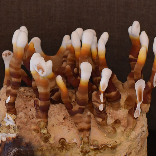 Antlered growth of Red Reishi medicinal mushrooms growing on a mushroom fruiting block.