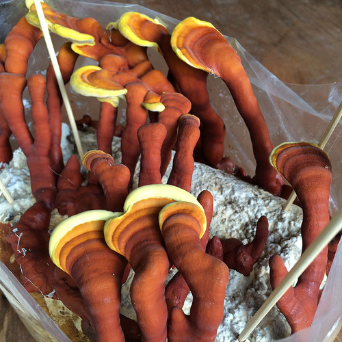 Red Reishi mushroom conk formations develop with added air exchange to ready-to-fruit block environment.