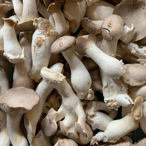 A big harvest of King Oyster mushrooms to be stored for sale at next farmer market.