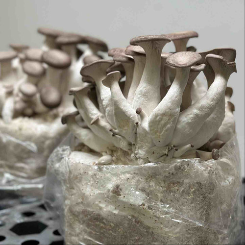 Cool loving Black Pearl Oyster mushrooms almost ready for harvesting on a ready-to-fruit block.