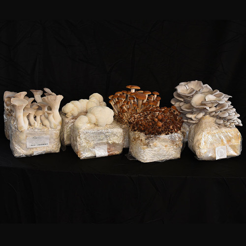 Mixed Mushroom 8-Block Set includes 2 blocks each of Pioppini, Grey Dove Oyster, Lion's Mane, and King Oyster.