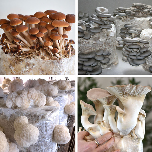 A 4-piece layouts showing a picture each of pioppini mushrooms, grey dove oyster mushrooms, lion's mane mushrooms, and king oyster mushrooms.