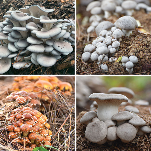 Mixed Mushroom 8-Block Outdoor Set includes 2 blocks each of Grey Dove Oyster, Black Pearl, Chestnut, and King Oyster.
