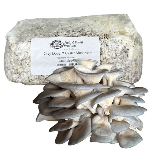 Bag of Grey Dove Oyster grain spawn with a large harvested cluster of mushrooms in front.