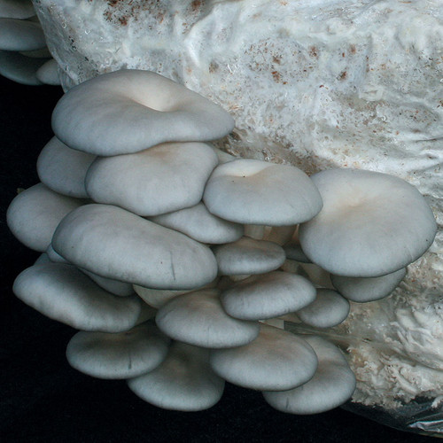 Grey Dove Oyster's mushrooms start with steel blue pins and develop into silvery grey as their cap matures.