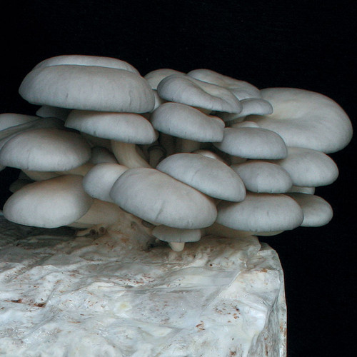 An abundant cluster of Grey Dove Oysters mushrooms ready to be harvested off a fruiting block.
