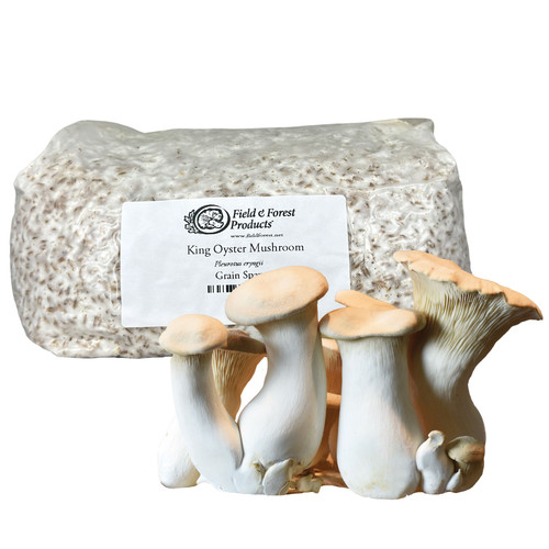 Bag of King Oyster grain spawn with a large harvested cluster of trumpet mushrooms in front.