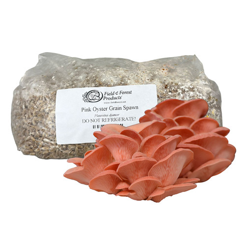 Bag of Pink Oyster grain spawn with a harvested cluster of striking mushrooms in front.