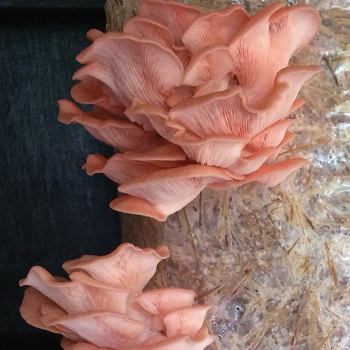 Beautiful Pink Oyster mushrooms growing on a bag of pasteurized oat straw, almost ready to harvest.