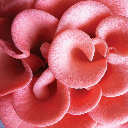 Pink Oyster mushrooms are show stoppers!