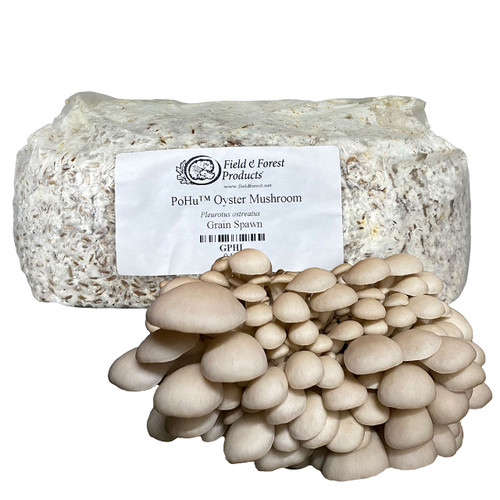 A bag of PoHu grain spawn with a large harvested cluster of mushrooms in front of it.