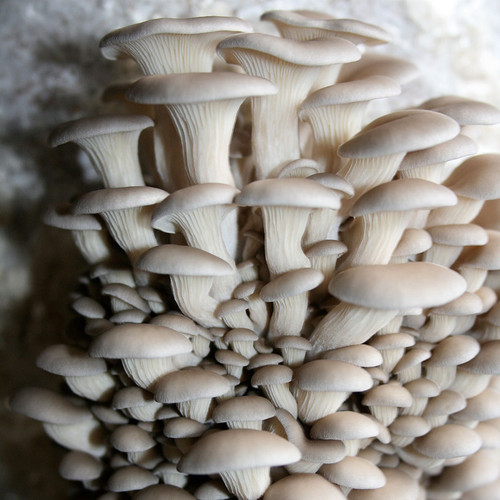 PoHu Oyster mushrooms growing on a bag of pasteurized straw for market.