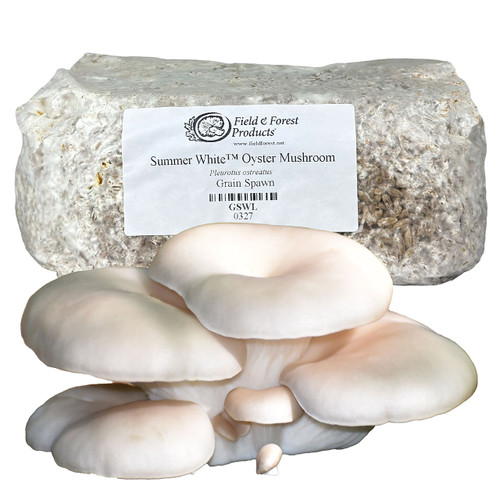 Bag of Summer White Oyster grain spawn with a large harvested cluster of mushrooms in front.