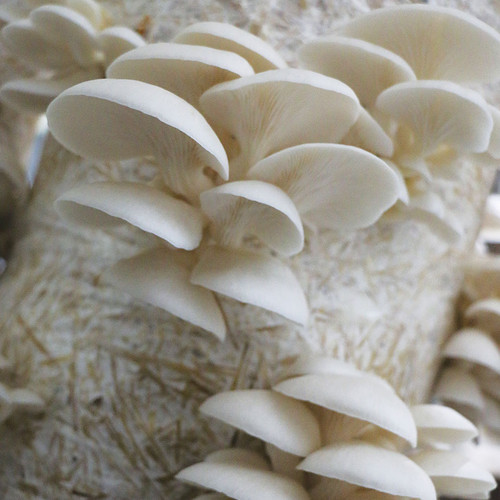 Summer White Oyster mushrooms fruiting on a pasteurized, strained, cooled, and inoculated bag of straw.