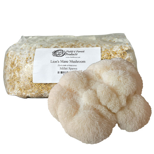 Bag of Lion's Mane millet grain spawn with large clusters of mushrooms in front.