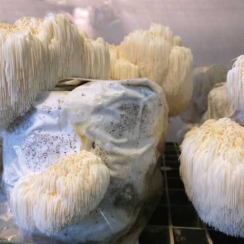 Lion's Mane mushrooms ready to be harvested off of several fruiting blocks.