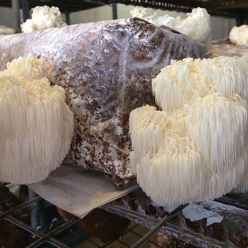 Lion's Mane mushrooms growing on a ready-to-fruit block made with grain spawn and sterilized substrates.