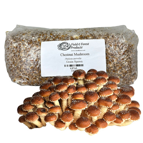 Bag of Chestnut grain spawn with a large harvested cluster of brightly colored mushrooms in front.