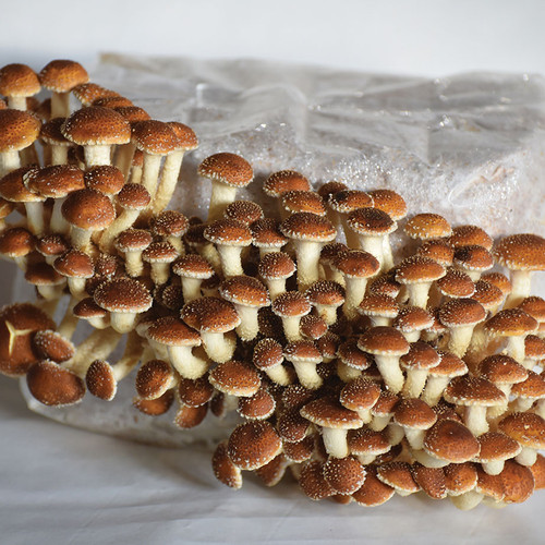 Chestnut mushrooms growing on a ready-to-fruit block made with grain spawn and sterilized substrates.