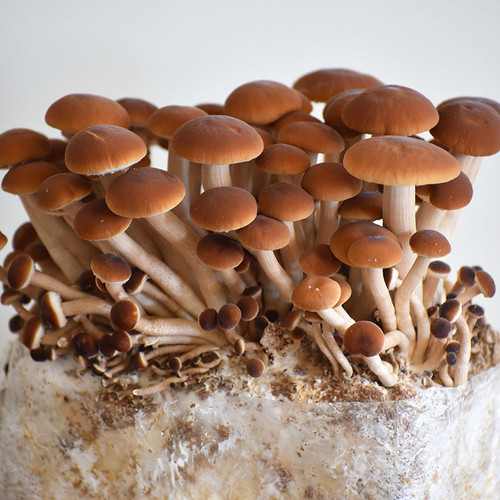 Pioppini fruiting in ready-to-fruit mushroom blocks, produced using grain spawn and sterilized substrates.