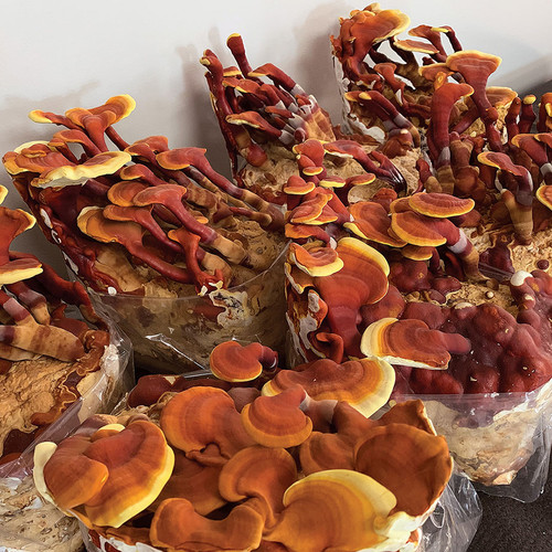 Red Reishi fruiting mushroom blocks, produced using Reishi grain spawn and sterilized substrates.