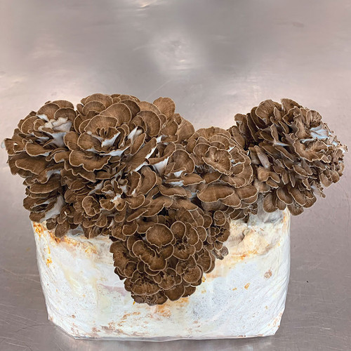 Maitake ready-to-fruit block made from Maitake grain spawn.