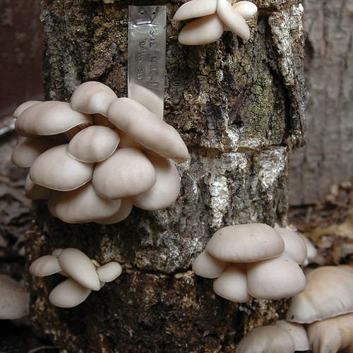 Several small clusters of pohu oyster mushrooms growing on a log.