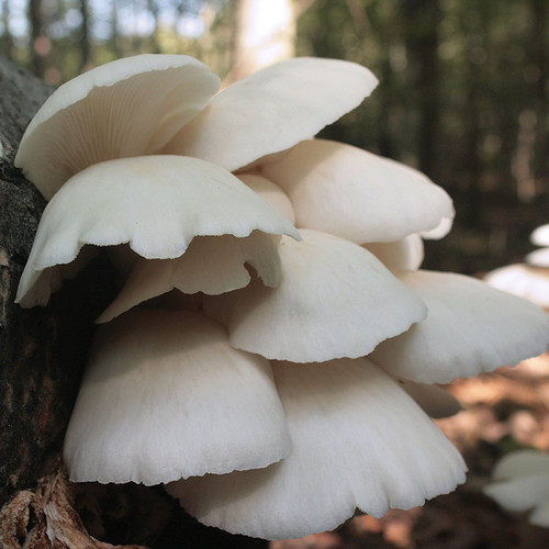 Large-capped summer white oysters.
