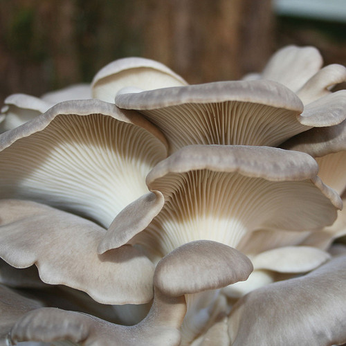 The gills and cap of an Italian Oyster.